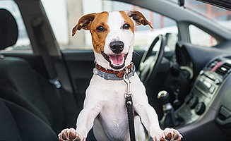 Hundehaare Und Hundegeruch Im Auto Effektiv Entfernen Die Besten Tipps